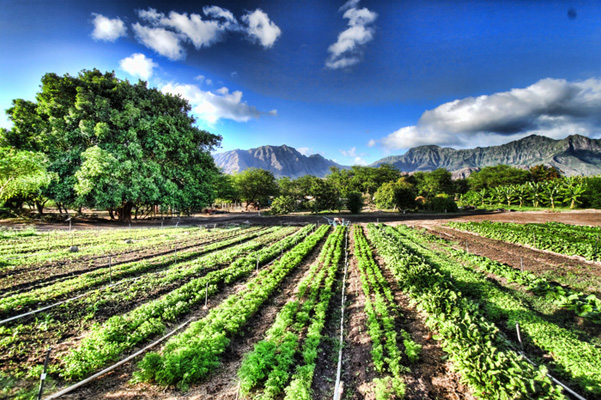 Korean University to Promote Organic Farming