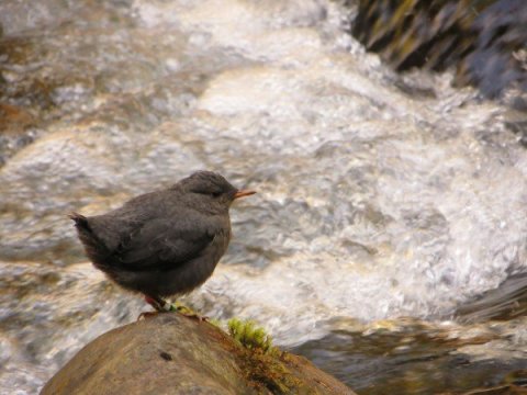 River Ecosystems Show 'Incredible' Initial Recovery After Dam Removal
