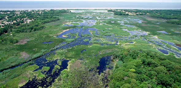 Up to Four-fifths of Wetlands Worldwide Could Be at Risk from Sea Level Rise