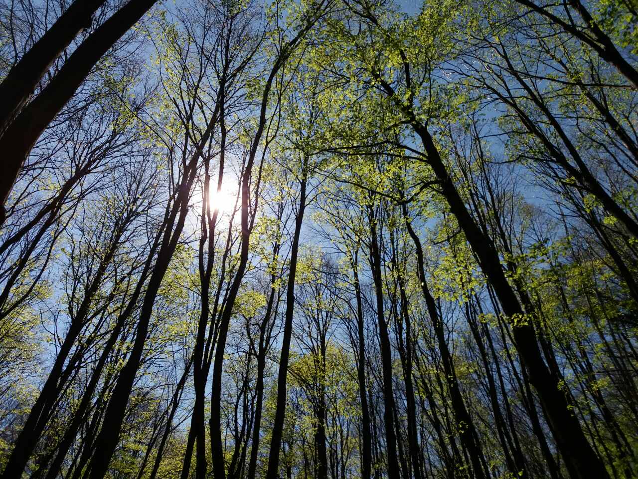 Tree Respondance to High CO2 Concentrations Measurements