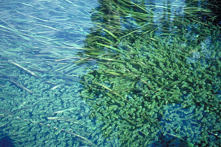 Invasive Hydrilla