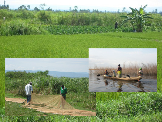 “Wetlands for food security: solution or illusion?” - Wetlandsforum.net event during the 2015 Stockholm World Water Week