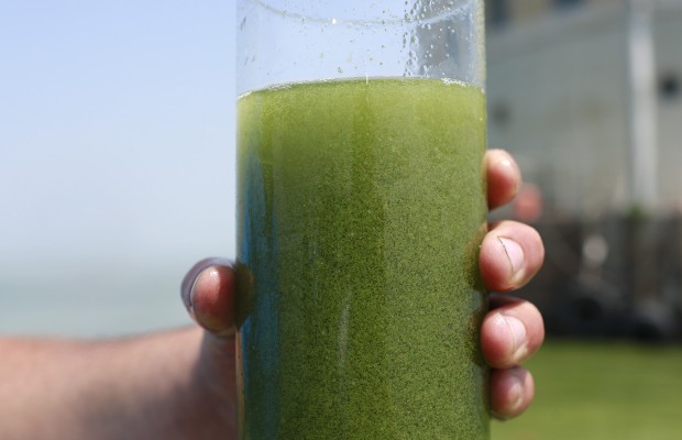 Removing Toxic Algae from Drinking Water