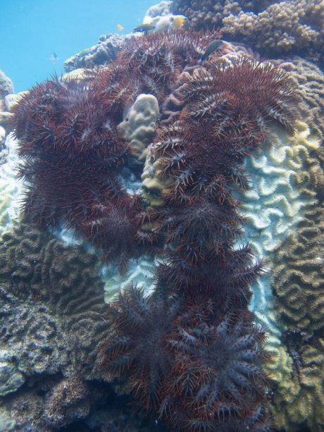 Researchers and farmers join forces in bid to save Great Barrier Reef from fertiliser run-off