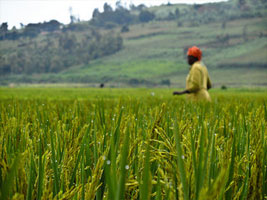 Impact of Participatory Irrigation Management