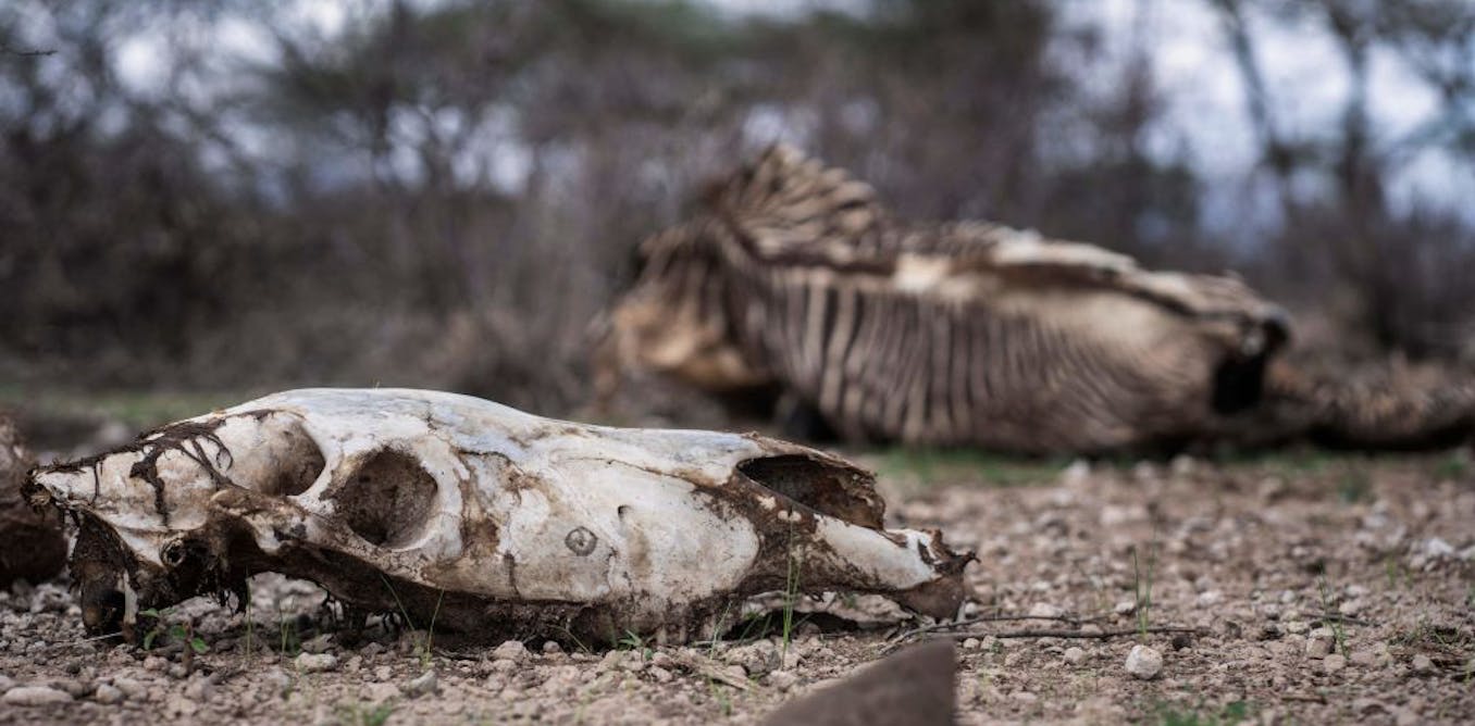 Climate change and wildlife: 3 studies that reveal the devastating toll on Africa's animals