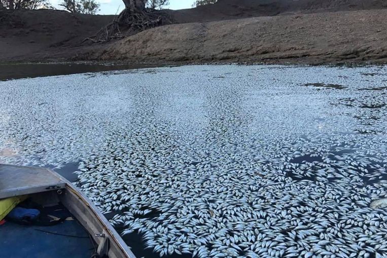 Australia River Agency Pilloried Amid Mass Fish Deaths