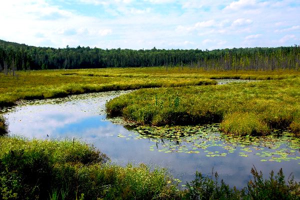 Ministry to Cancel 17,000 Wetland Land Titles