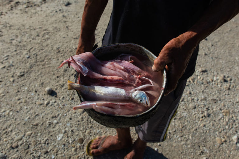 Why fish are disappearing from Amazonian waters