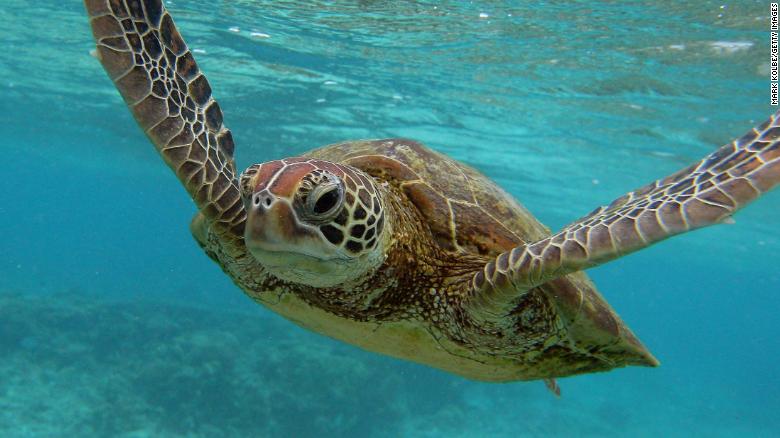 Microplastic ingestion ubiquitous in marine turtles