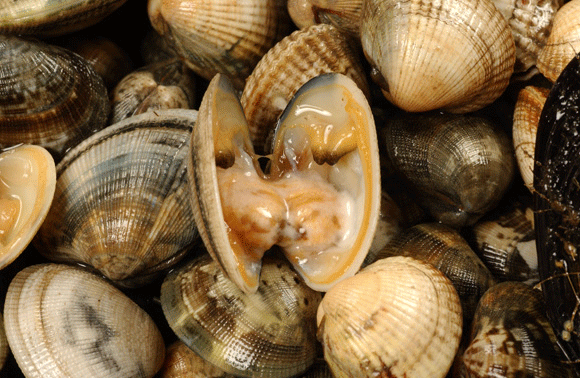 Research Shows Bivalves Cleanse Water Sources