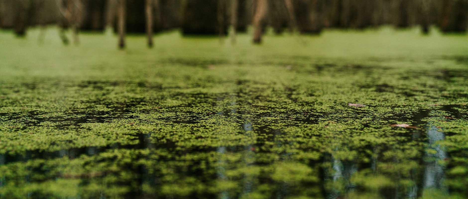 Understanding Toxic Waters and Their Impact