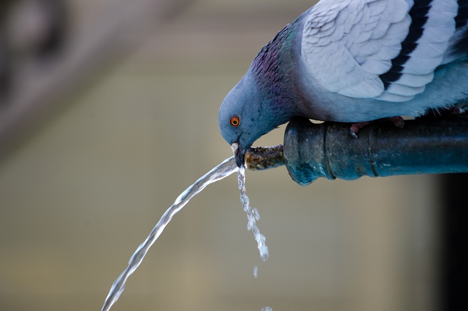 Nitrate Pollution of US Tap Water Could Cause 12,500 Cancer Cases Each Year