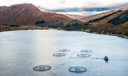 The Importance of Algal Monitoring in Finfish Aquaculture