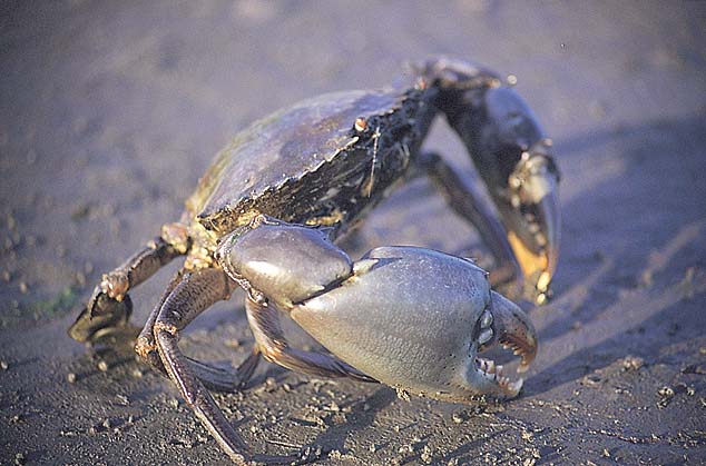 Purifying contaminated water with crab shells