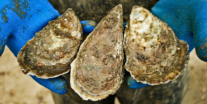 Washington’s Oysters