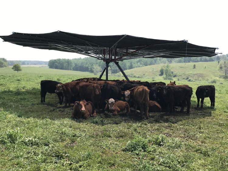 Local cattle farm earns Clean Water Farm AwardCulpeper Soil and Water Conservation District (CSWCD) awarded its annual Greene County Clean Water...
