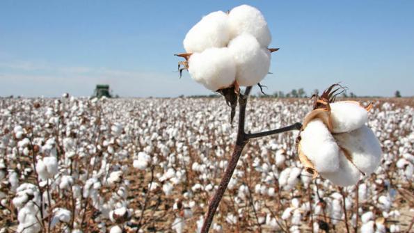 Growing Cotton with Produced Water