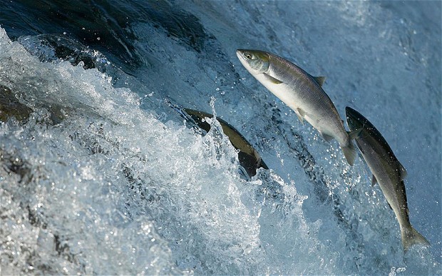 Pink Salmon Threatened