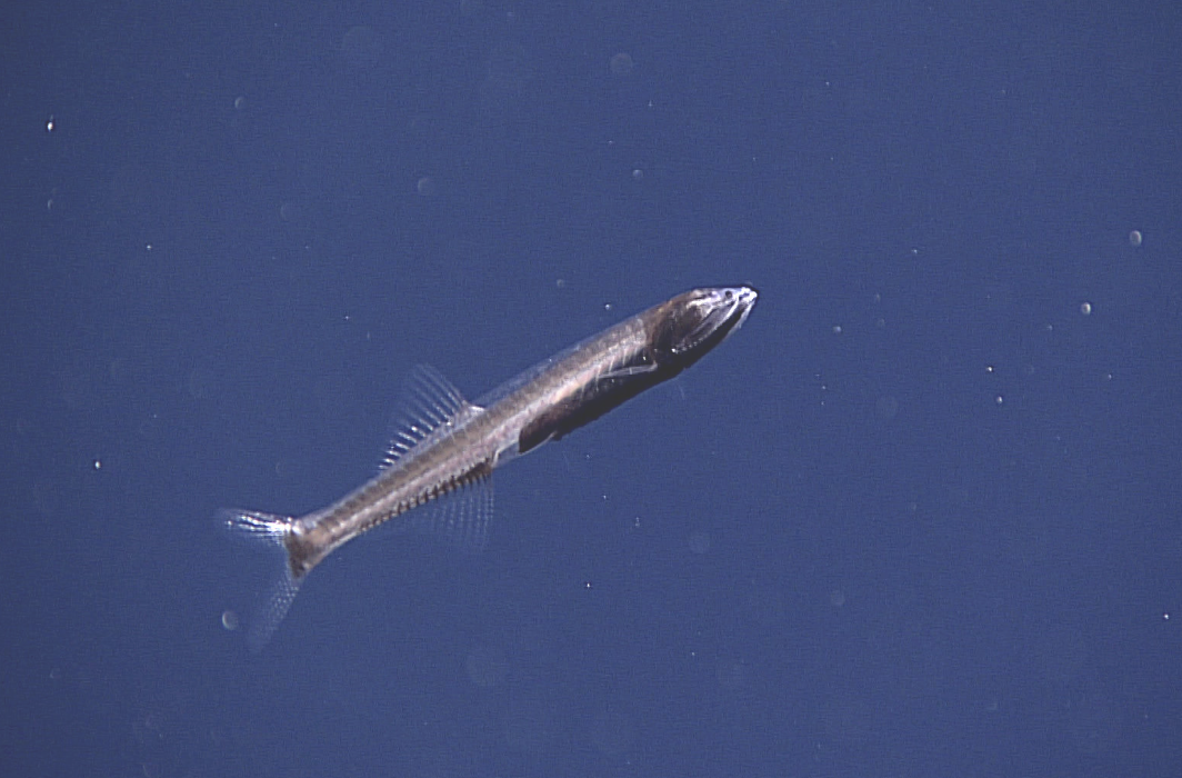 Global conservation body takes first step to protect ocean’s twilight zone