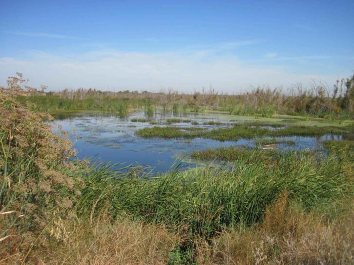 Swamp Microbe Has Pollution-munching Power