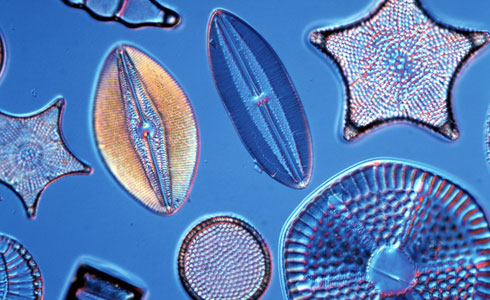 Algae DNA to Determine River Water Quality