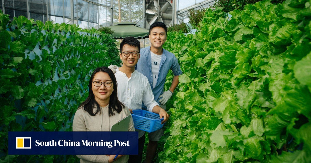 How a group of young Hongkongers turned an organic farm start-up profitable