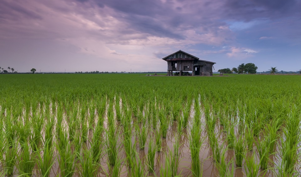 Phosphorus Placement and Water-saving Technologies Can Improve Rice Production in sub-Saharan Africa