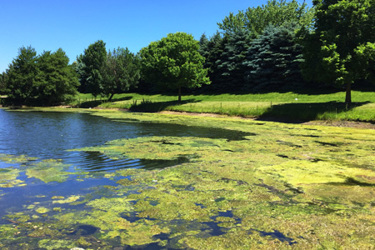 Does Your Waterbody Need A Doctor?