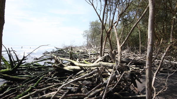 Coastal Ecosystems Suffer From Upriver Hydroelectric Dams