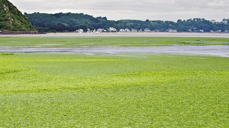 Algal Blooms a Big Problem for Water Utilities