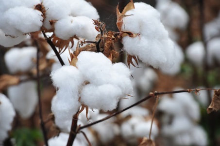 Cotton Water Use Improves 40 %