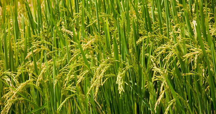 USAID Supports Rice Farmers in Botanga