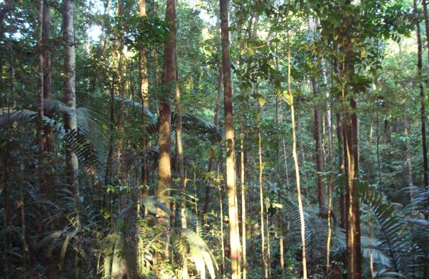 Tropical Trees Use Unique Method to Resist Drought