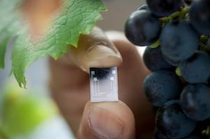 New micro water sensor can aid growers