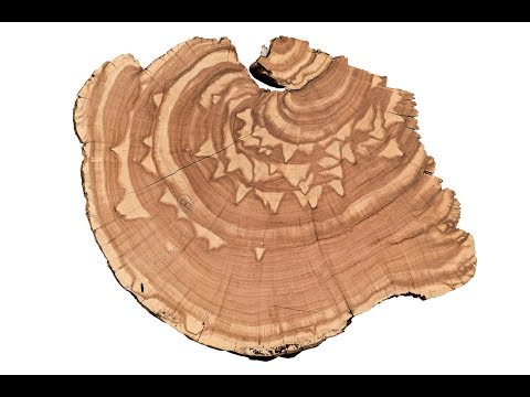 Between the Lines: Tree Rings Hold Clues About a River’s Past