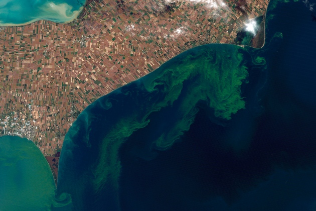 Algal Blooms Worsened by Climate Change