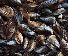 Monitoring Factors That Can Threaten Shellfish Farms