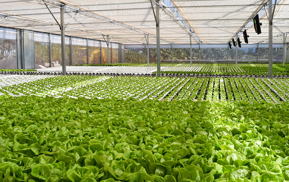 Cultivate Attractive Lettuce With No More Tipburn