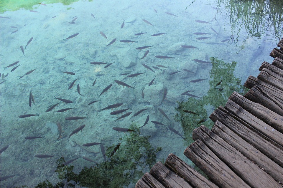 Monitor Climate Change, Not Predators, to Protect Lake Diversity: Study