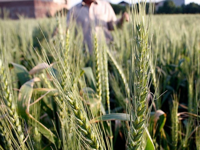 Automated gauges to improve irrigation facilities