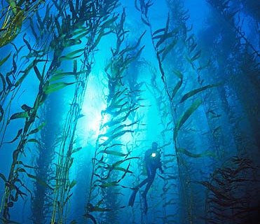 Another Important Underwater Ecosystem Could Be Wiped Out