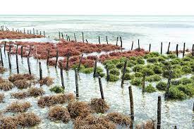 Residual water from the food industry gives seaweed cultivation a boostSource: University of GothenburgSummary: Process water from the food indu...