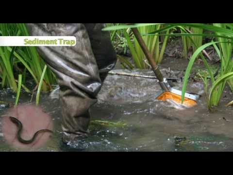 A brilliant example of ecological restoration