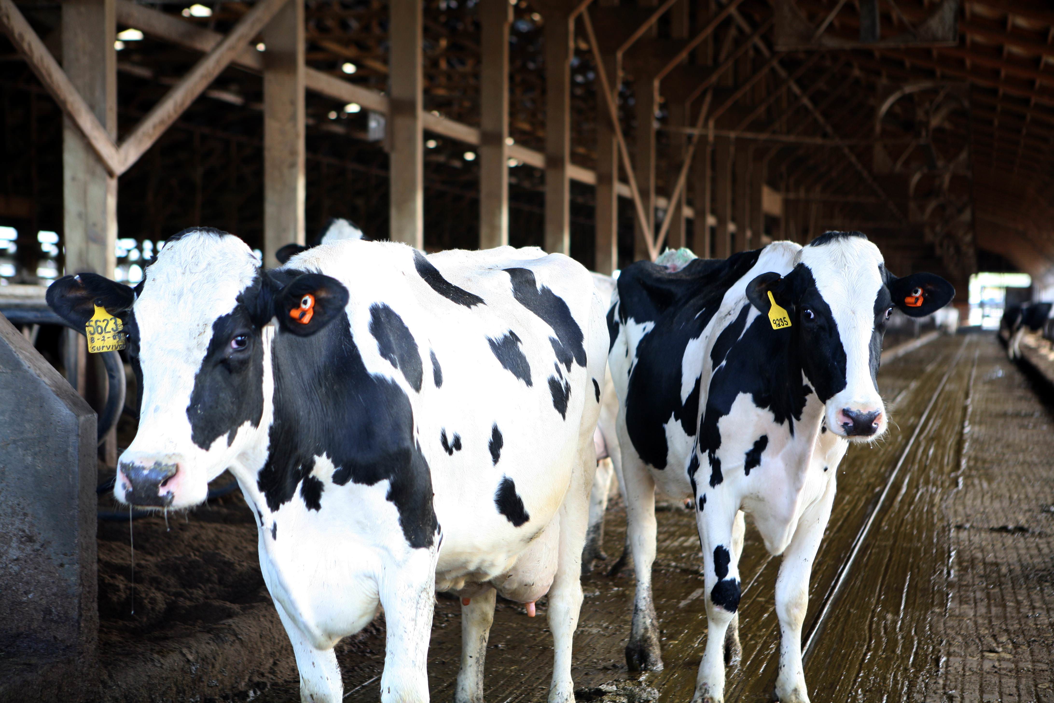 Clean Water From Cows? New System Removes The Impurities