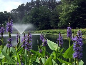 SOLitude Lake Management: Full-Service Lake And Pond Management