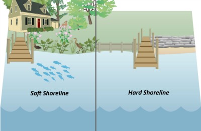 Are Hard Shorelines a Threat to Ecosystems?