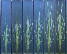 Rice Plants ​Evolve to Adapt ​to Flooding ​