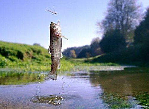 The Impacts of Water Use on Diversity of Fish and Insects