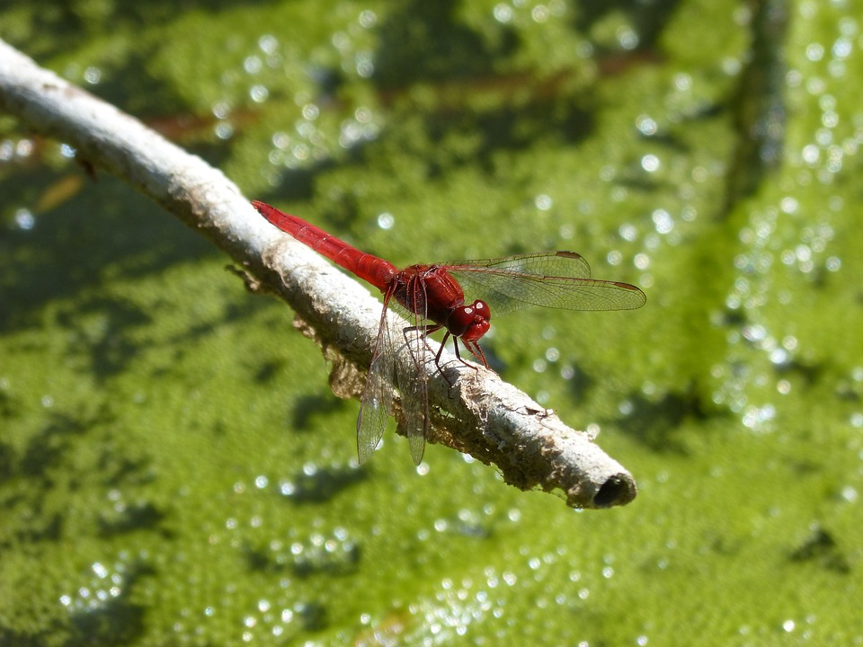 Technology Shown to Turn Municipal Wastewater Algae into Specialty Chemicals for Renewable Products